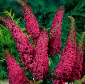 Buddleja-davidii-Empire-Blue — копия